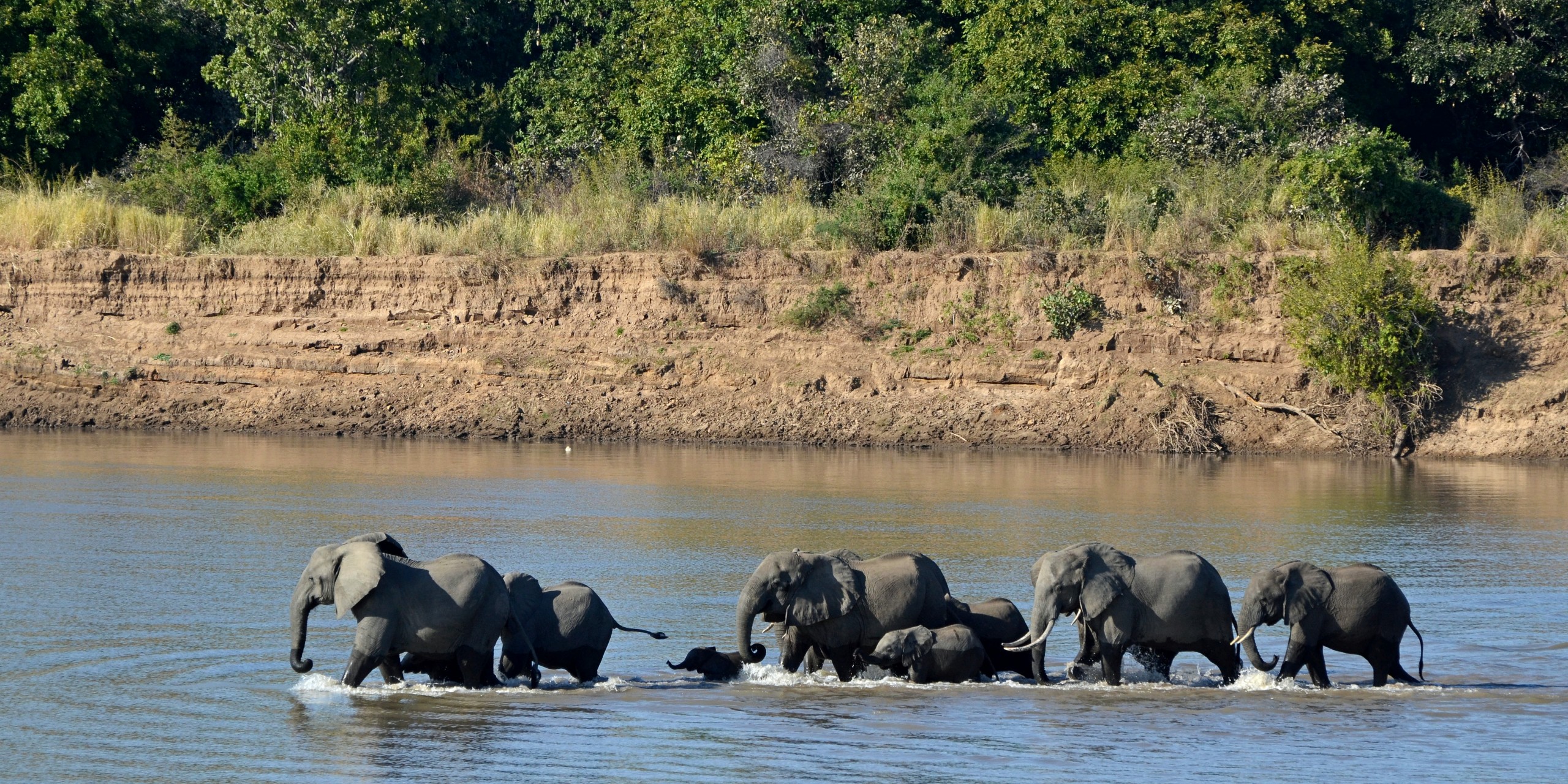 Elephants crossing Zambia river By Geoff Gallice - Flickr, CC BY 2.0, httpscommons.wikimedia.orgwindex.phpcurid=18105820